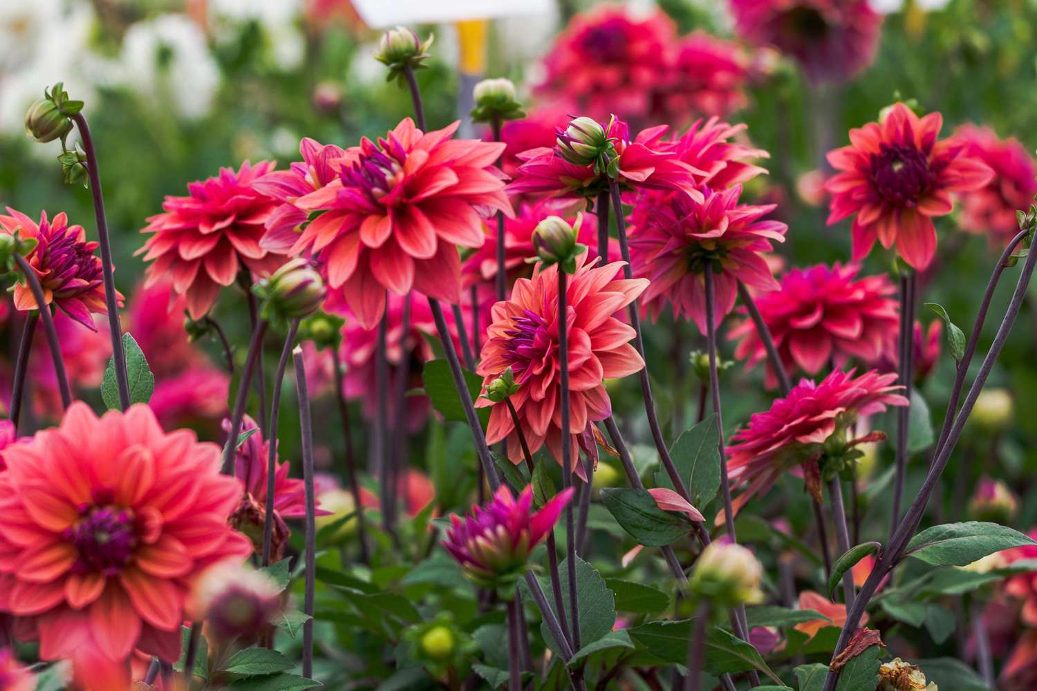 Dahlie ‘American Dawn’